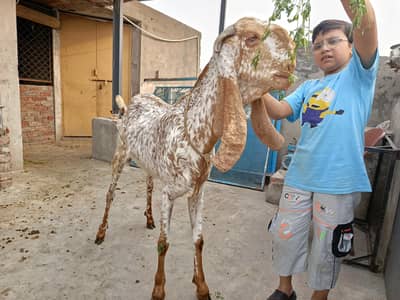 4 dant Bakra for qurbani 2026