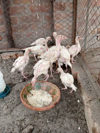 Pure Heera Chicks paper white. per piece 2500 ha
