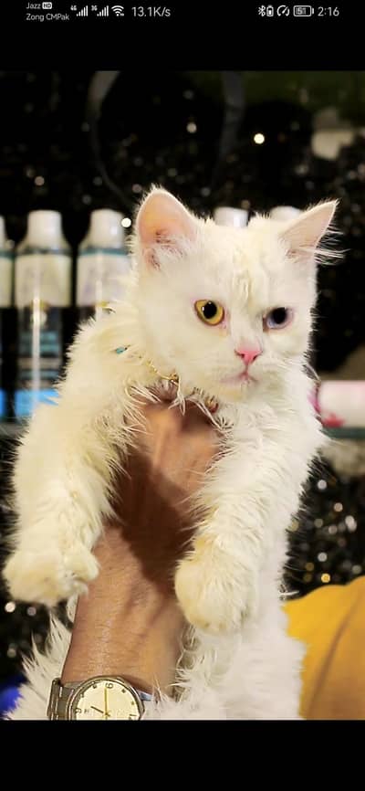 Odd Eyes Persian cat | triple coat | Persian Female cat for sale