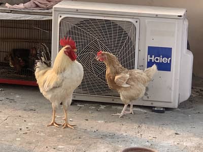 White desi rooster / murgha / murghi /hen pair