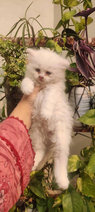 Persian fluffy kittens