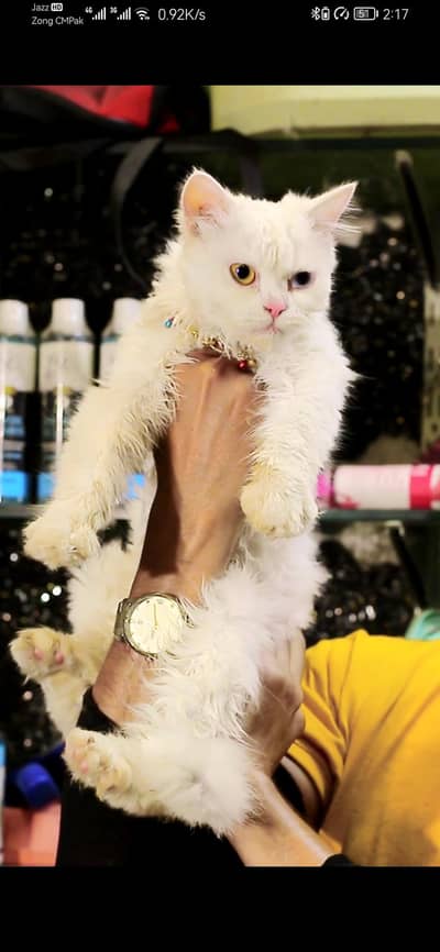 Odd eyesPersian cat | triple coat | Persian Female cat for sale