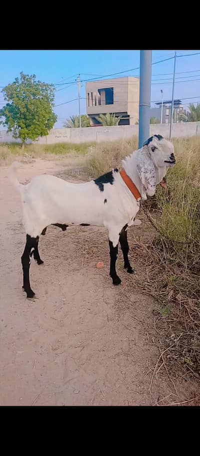 betal bakra