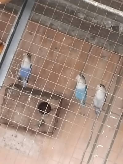 11 piece parrots love birds for sale