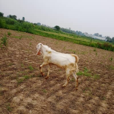 BAKRA QURBANI  100000