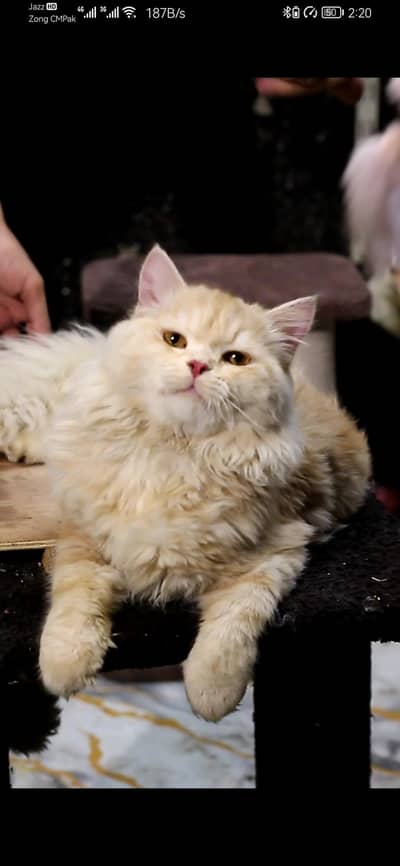 Odd EyesPersian Female cat | triple coat | Persian Female cat for sale