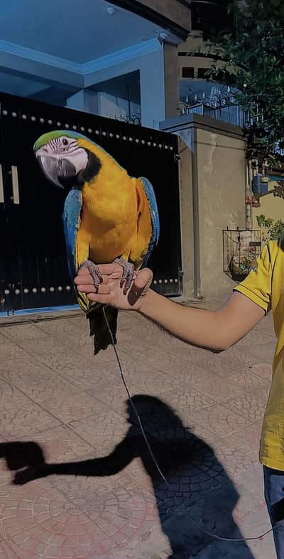 Blue and Gold macaw