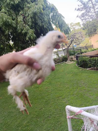 Aseel Heera Chicks