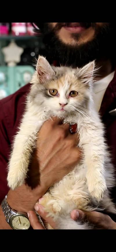 Persian Female kitten| triple coat | Persian Female cat for sale