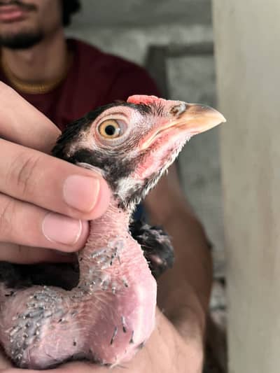 Aseel Chicks for sale