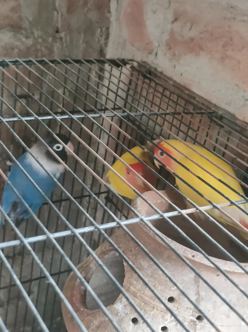 love birds Latino and black mask