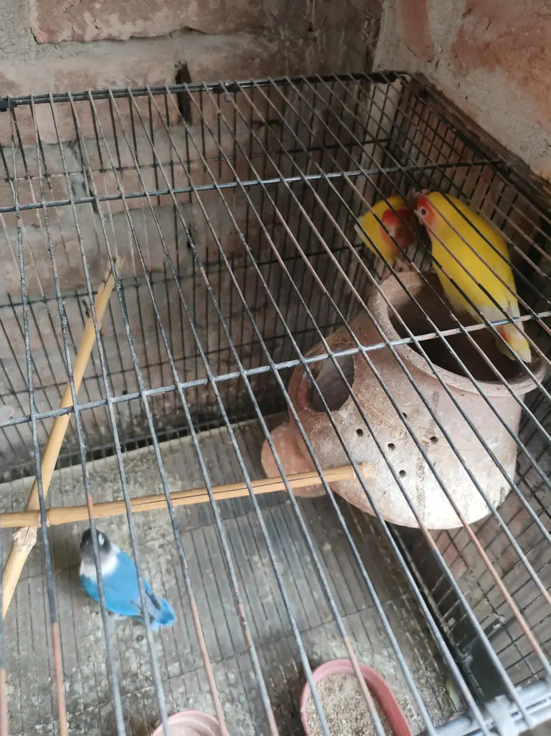 love birds Latino and black mask — photo 2