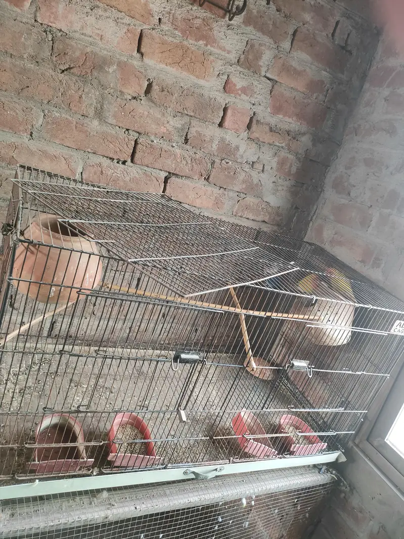 love birds Latino and black mask — photo 3