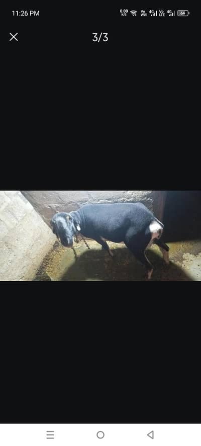 qurbani 2026