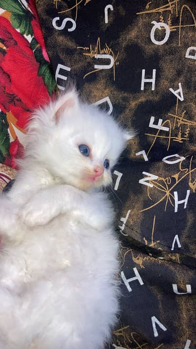 Male persian kitten pure white