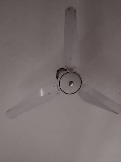 celling fan