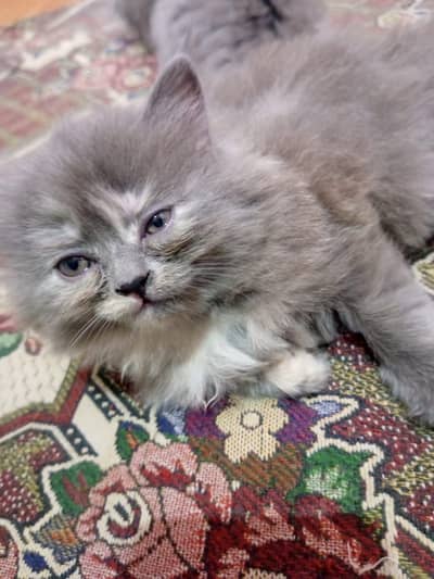 Two female grey Persian cats for sale