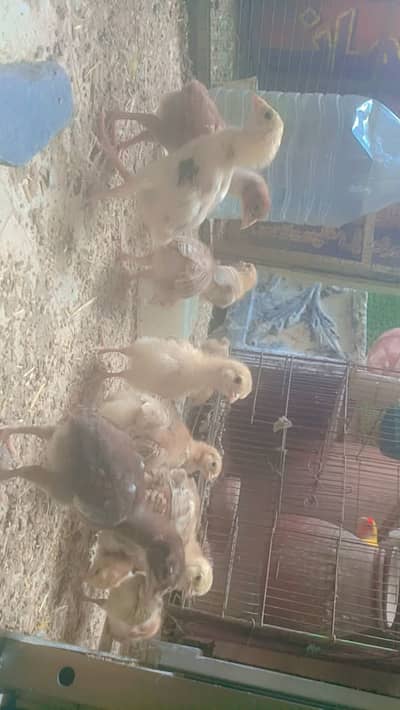 RIR Healthy chiks For Sale