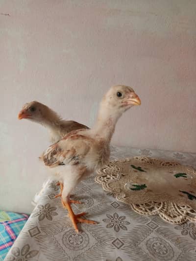 Aseel chicks home breed