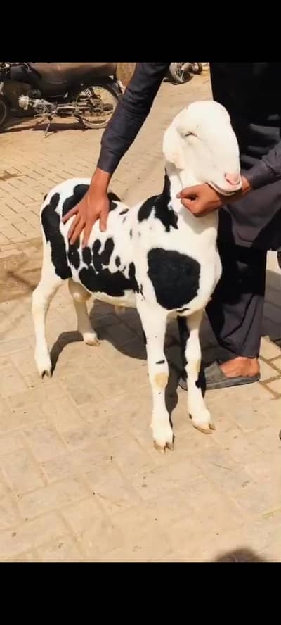 pure Mundra d. g Khan gulabi bacha