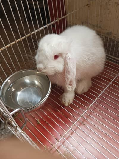 Holand lop rabbit