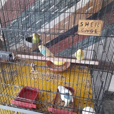 colorful and healthy budgies