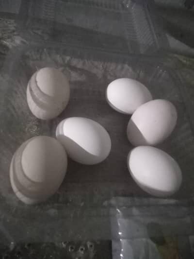 ghar ki pali murgiyo k eggs. . manasib price mai. .