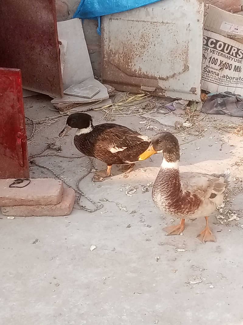 Ducks 0