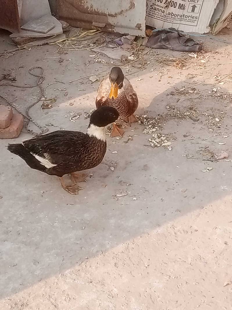Ducks 1