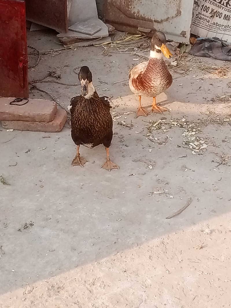 Ducks 2