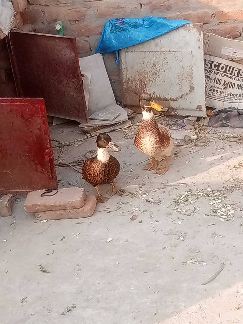 Ducks 3