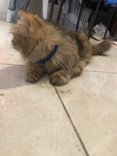Persian Kitties+Cat