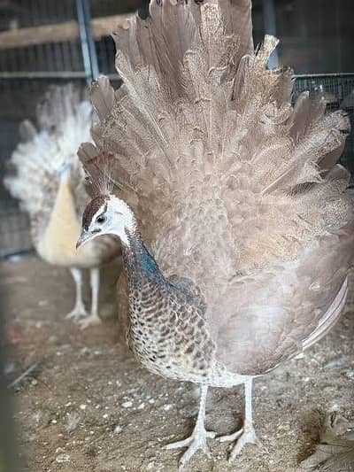 breader peackoch pair for sale
