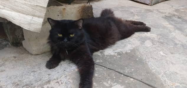 breedar male heet pa ha for sale