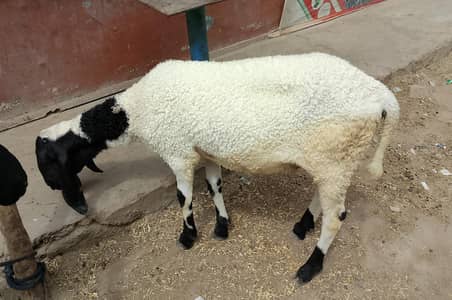 sheep 03111987116
