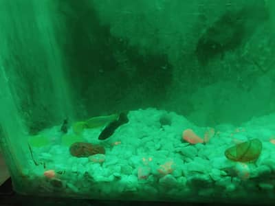 Fish Aquarium with fish for sale