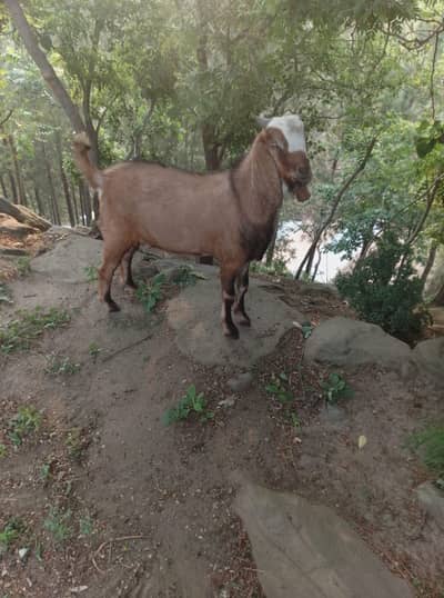 Bakra For Sale Beautiful And healthy