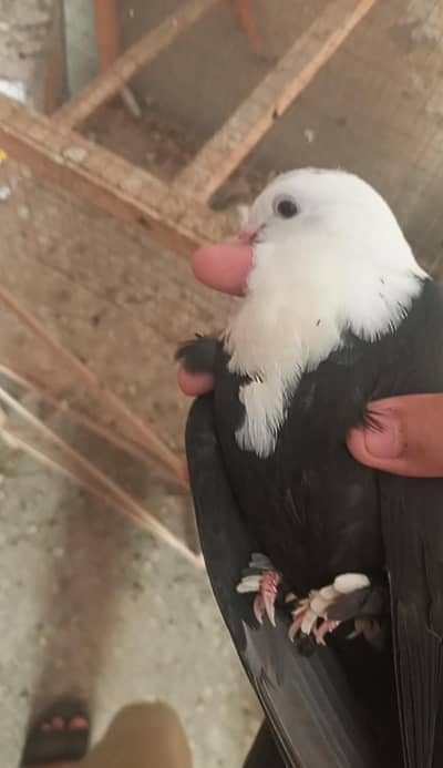 pigeon karblai for sale
