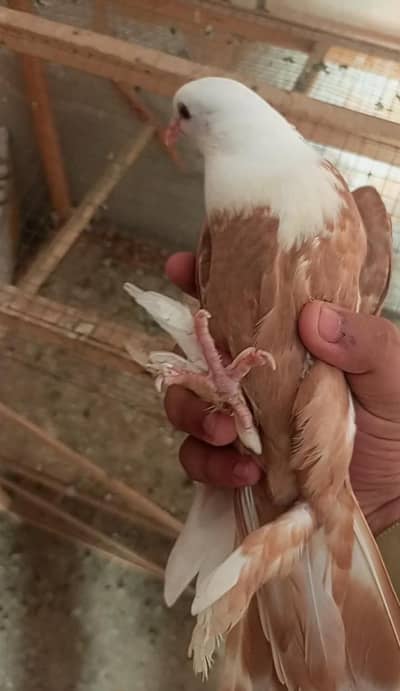 pigeon karblai for sale