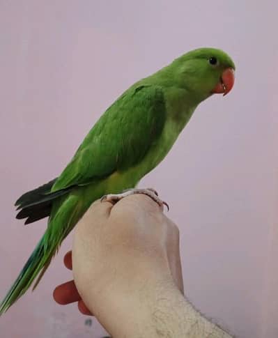 Male Or Female Pair Ha