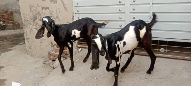 2 male goats