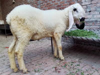 desi kajla Chtra
