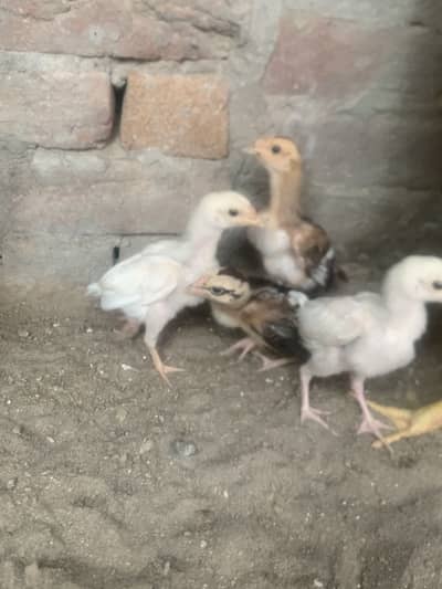 Herra aseel chicks