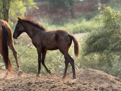 Excellent quality colt for sale