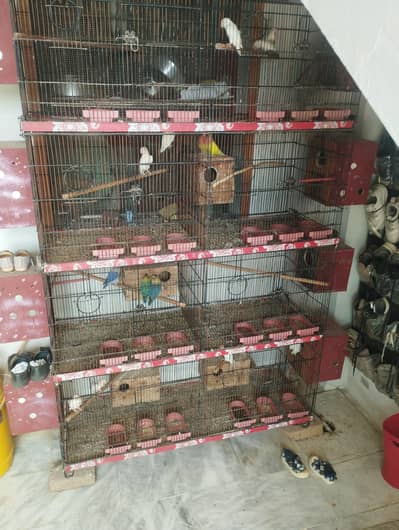 breeding pairs