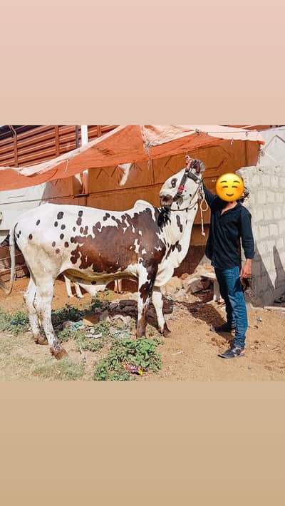 Full Active bachra 2 Dant meat 4 maan