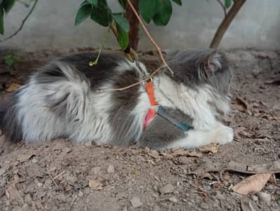 White & Grey 3-triple coat Persian