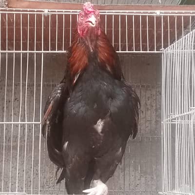 cock for sale