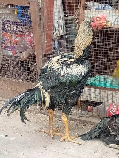 Breeder Aseel