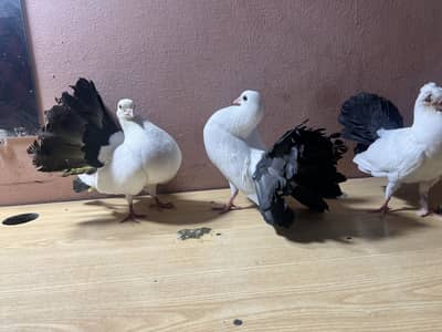 Black tail breeder pair 2 Bache 1 egg affordable price